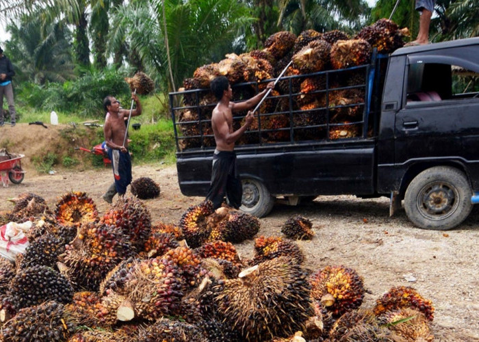 DPRD Babel: Patuhi Kesepakatan Harga TBS Sawit