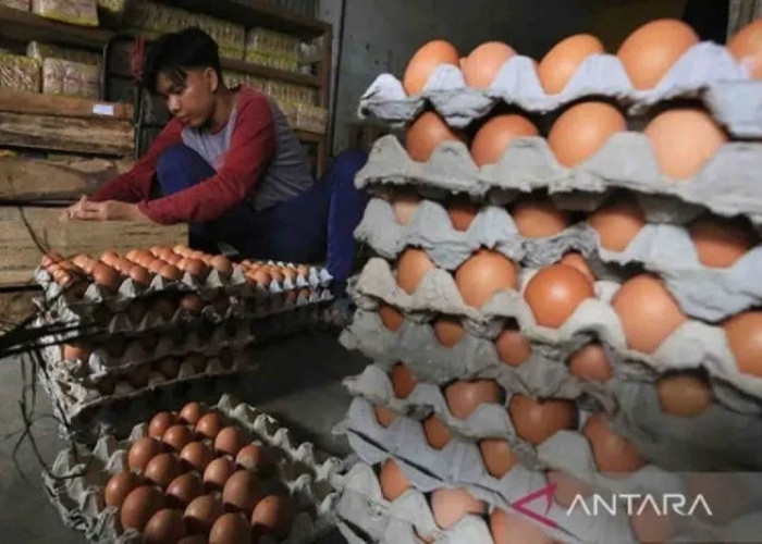 Distributor Tambah Pasokan Telur Ayam