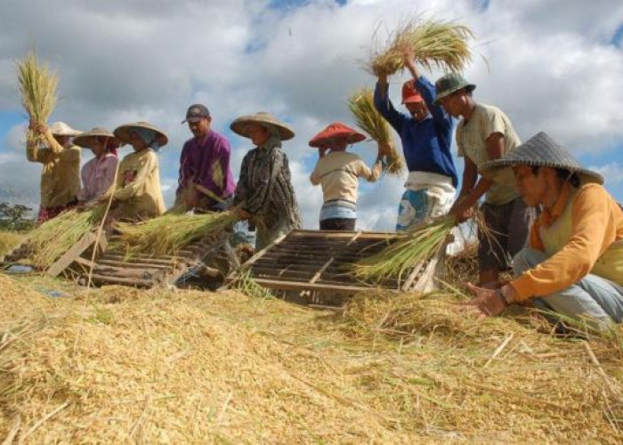 Pengamat: Kementan Berhasil Lakukan Swasembada