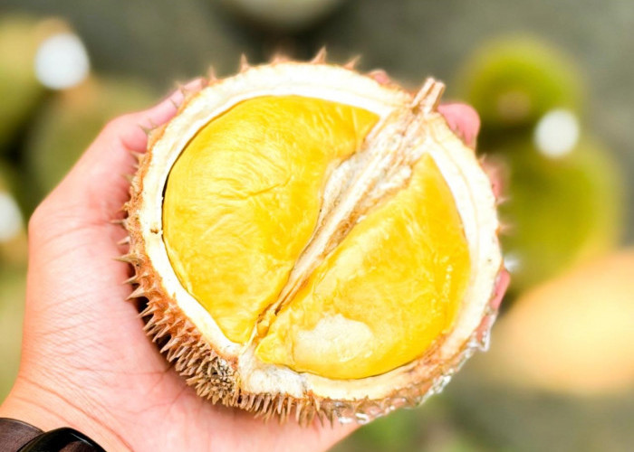 Kontes Durian Gerakkan Ekonomi Masyarakat