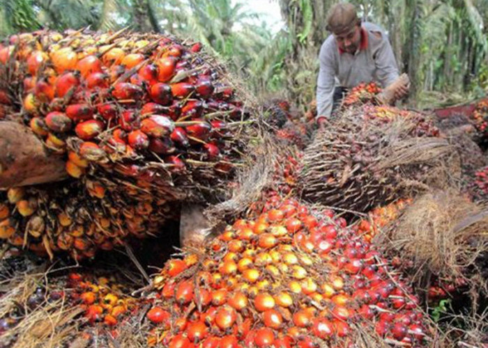 Pemerintah Gelar Dialog Penguatan UMKM Berbasis Sawit