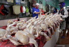 Pemprov Pastikan Persediaan Daging Ayam Cukup