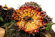 Harga TBS Sawit Babel Dipantau Mabes Polri, Satgas Pangan Turun