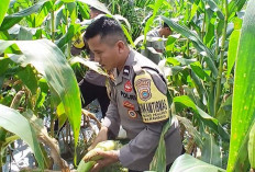 Polsek Merawang Bantu Petani Panen Jagung 