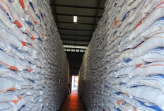 Bulog Amankan Serapan Gabah Pada Panen Raya