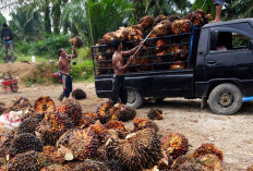 DPRD Babel: Patuhi Kesepakatan Harga TBS Sawit
