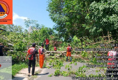 BPBD Kota: Cuaca Ekstrim Waspada Pohan Tumbang