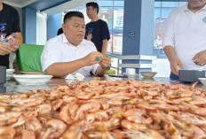 KKP Babel Jamin Kualitas Udang Baik
