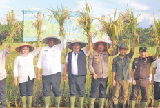 Panen Padi, Pj Bupati Haris Bangga Petani Banyuasin