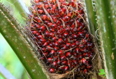  Harga TBS Sawit Belitung Makin Menyala, Bangka Masih Redup