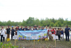 PT Timah Tanam 5000 Bibit Mangrove