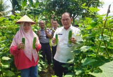 Lapas Pangkalpinang Panen Mentimun 341 Kilogram