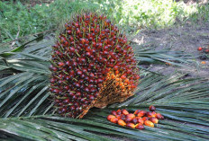Harga Sawit di Luar Terus Menyala, Petani Sawit Bangka Masih Menjerit?