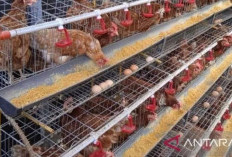 Babel Tambah Stok 409 Ton Telur