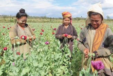 Sebagai Produsen Opium Terbesar Dunia, Myanmar Salip Afghanistan 