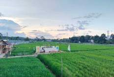 Imbas CSR BSB: Pedagang Menuai Rezeki di Sawah Namang Pelangi