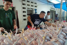 Stok Daging Ayam Melimpah Capai 464,2 Ton