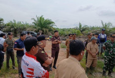 Timgab Turun ke Serdang, Sawit di Sawah Langsung Dicabut