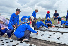 PT Timah Gelar Pelatihan Budidaya Bawang Merah