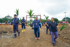 PT Timah Bangun Tanjung Ular Farm Estate di Babar