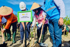 PLN Babel Perkuat Ekosistem Pesisir Tanam Mangrove