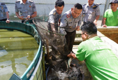Lapas Narkotika Pangkalpinang Panen Ikan Patin