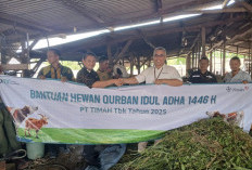 PT Timah Tebar Ratusan Hewan Kurban di Empat Provinsi