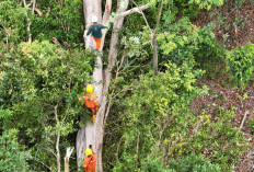PLN Babel Jaga Keandalan Transmisi 150kV
