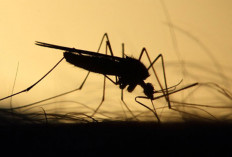 Israel Diserang Nyamuk West Nile Virus, Belum Ada Vaksin dan Obatnya