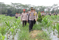 Kapolda Babel Tinjau Kebun Ketahanan Pangan 