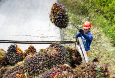 Potensi Sawit Model Ekonomi Sirkular Siap Ubah Limbah Bernilai Tambah