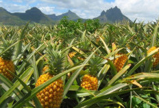 Pemkot Jadikan Tua Tunu Sentra Nanas