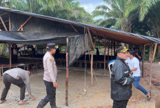 Kapolresta Pimpin Pembongkaran Lokasi Sabung Ayam