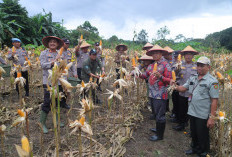 Panen Jagung Serentak di Tiangtarah Wujudkan Swasembada Pangan