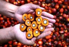 Harga Sawit Akan Kembali Normal