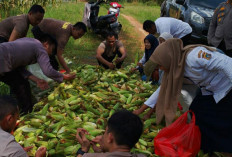 Polsek Bakam Dorong Ketahanan Pangan Tingkat Lokal