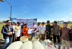 Bulog Serap 500,802 Ton Gabah Kering Petani Basel