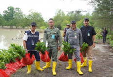 PT Timah Tanam Belasan Ribu Mangrove