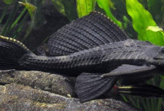 Dari Sungai Amazon, Kok Ada di Ciliwung, Ikan Sapu-sapu, 'Iblis' Jadi Hidangan?