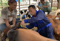 Masifkan Vaksinasi Cegah PMK Hewan Kurban