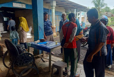 Petani Sawah Rias Kekurangan Pupuk 