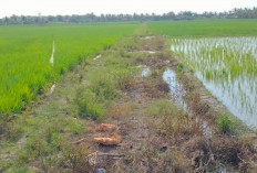 Jalan Sawah Rias Rusak Bak Kubangan Kerbau 