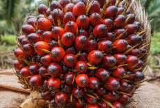  Harga TBS Sawit: Berjuang Naikkan Harga Berbulan-bulan, Rontok Dalam Sehari