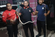 Damkar Evakuasi Ular Cobra di Lingkungan Sripemandang