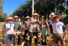 Dukung Ketahanan Pangan Daerah, Kapolres Bangka Tengah Kembali Panen Jagung