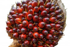 Jerit Harga Sawit di Pulau Bangka, Terendah di Indonesia!