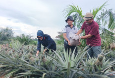 Lapas Dorong Ketahanan Pangan Lewat Kompos di Kebun Adat Tuatunu