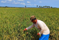 Ribuan Hektar Lahan Rawa Bakal Disulap jadi Sawah 