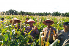 Polres Bangka Panen 2 Ton Jagung di Riausilip