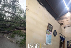 Hujan dan Angin di Pangkalpinang Sempat Tumbangkan Pohon dan Bikin Atap Terbang